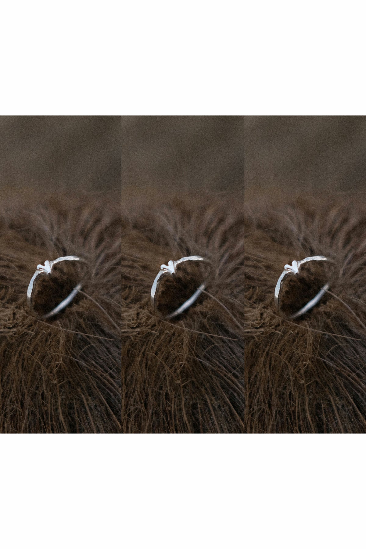 dizzy ring